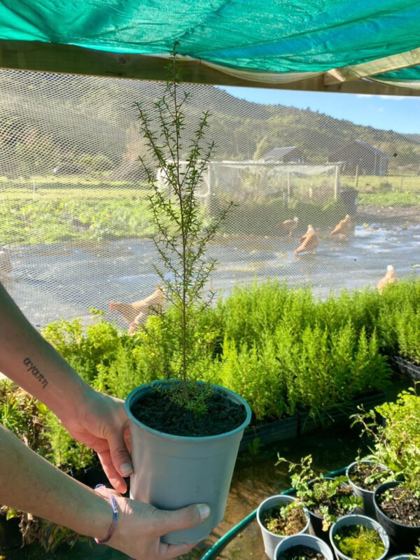 Kanuka NZ Nurseries 2.5 litre pot