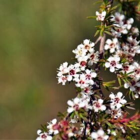 Kanuka flowers from NZ Nurseries