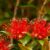 Southern Rata in flower nz Nurseries