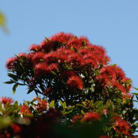 Southern Rata from NZ Nurseries