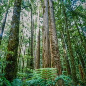 Totara forest nz nurseries