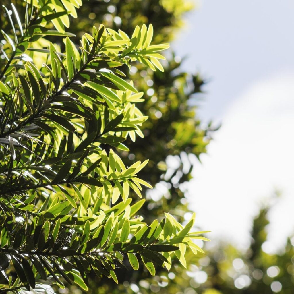 Totara NZ Nurseries The Mighty Podocarp Buy Online
