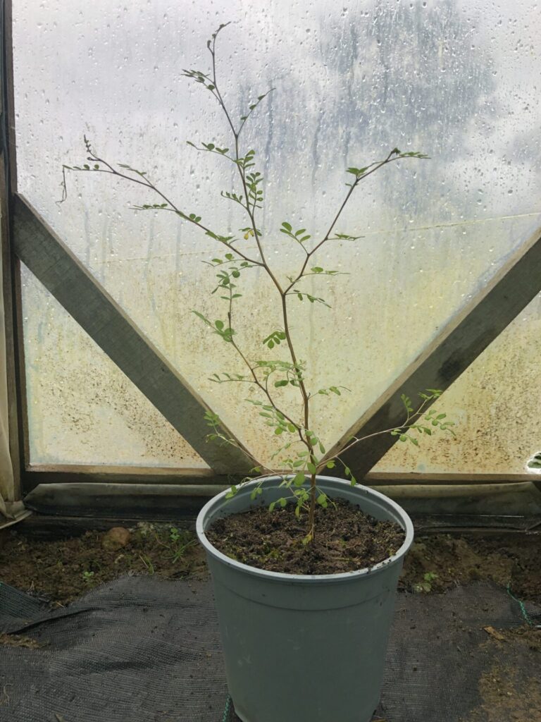 Kowhai NZ Nurseries The Tui's Favourite Buy Online