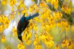 Kowhai - Image 2
