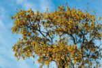 Kowhai - Image 3