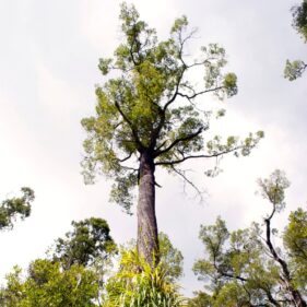 Kahikatea tree from nz nurseries