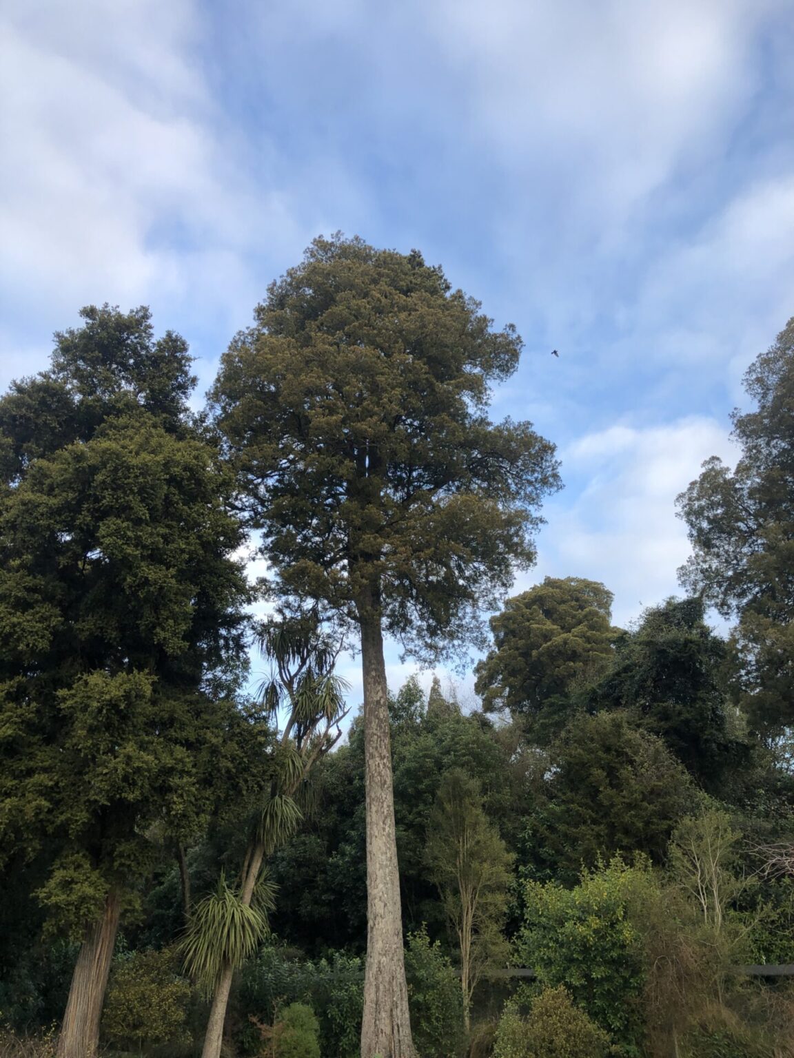 Kahikatea NZ Nurseries NZ's Tallest Tree Buy Online