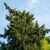 Macrocarpa Tree