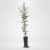 macrocarpa Hedge