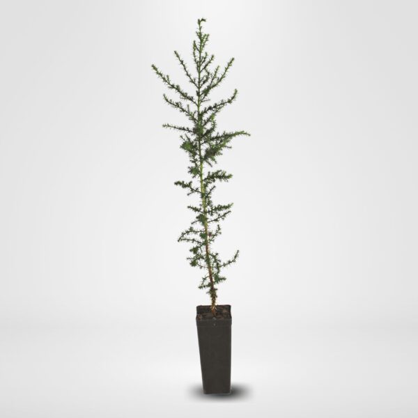 Macrocarpa from NZ Nurseries 50mm root trainer