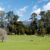 Macrocarpa on the farm nz nurseries
