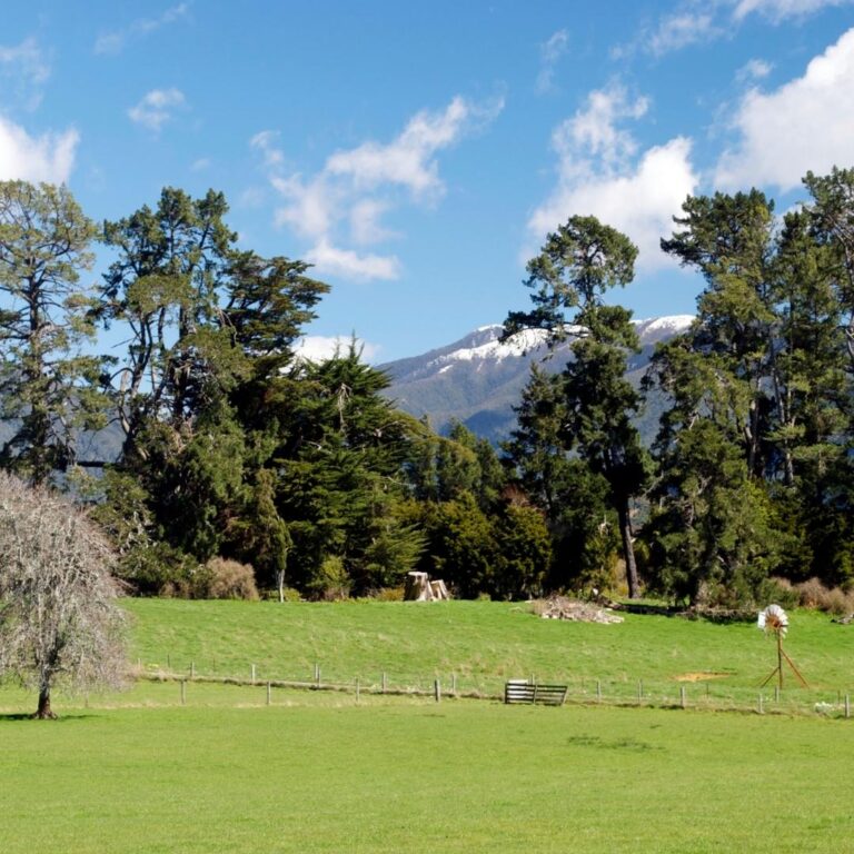 Macrocarpa NZ Nurseries Shelter Belt & Timber Buy Online