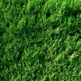 macrocarpa Hedge