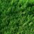 Macrocarpa hedge nz nurseries