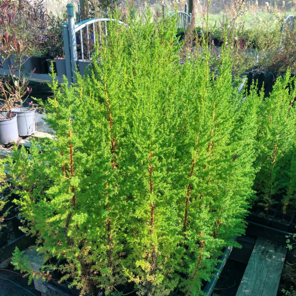 Macrocarpa NZ Nurseries Shelter Belt & Timber Buy Online