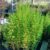 Macrocarpa from NZ Nurseries
