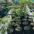 Silk Trees 10 litre bag