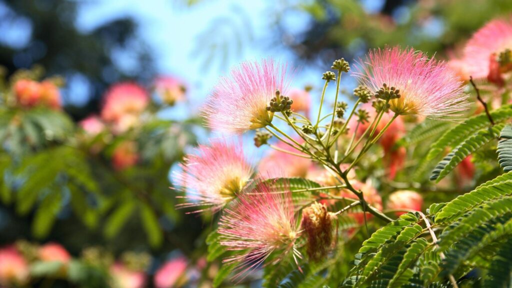 Silk Tree NZ Nurseries Lovely Pink Flowering Shade Tree Buy Online