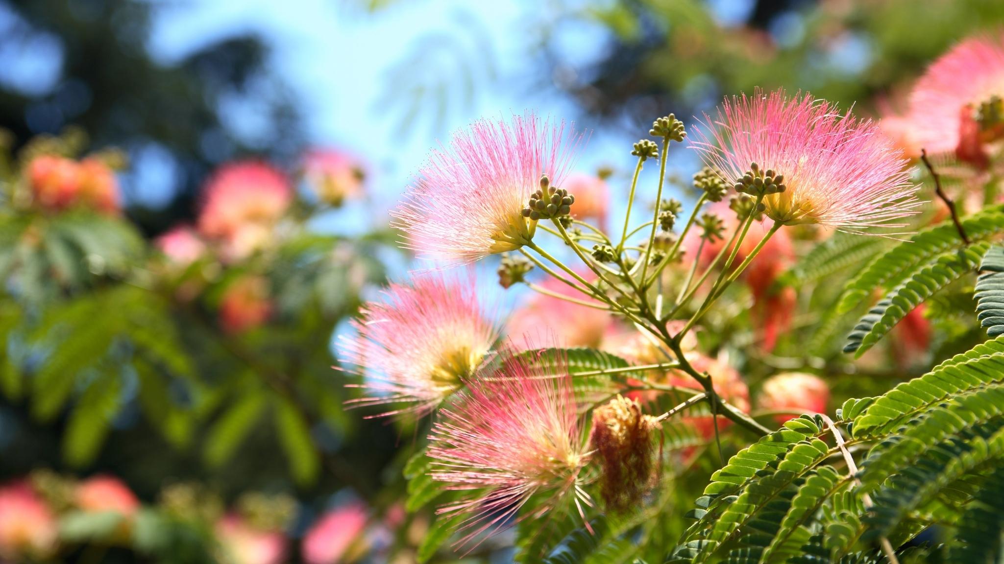 Silk Tree - NZ Nurseries - Lovely Pink Flowering Shade Tree - Buy Online