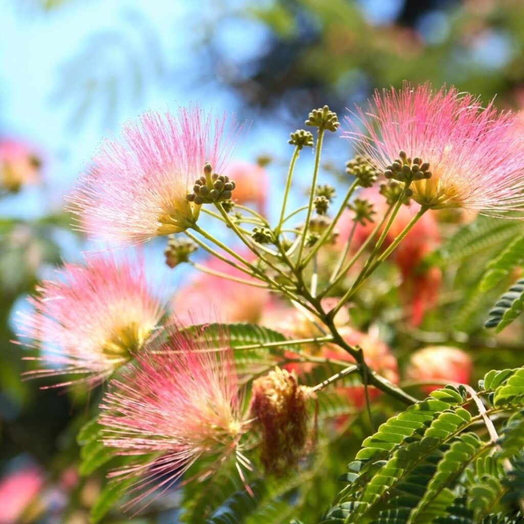 Silk Tree - NZ Nurseries - Pink Flowering Shade Tree - Buy Online