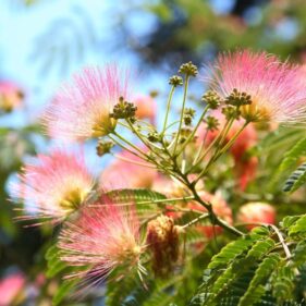 Silk Tree from NZ Nurseries