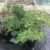 Silk Tree