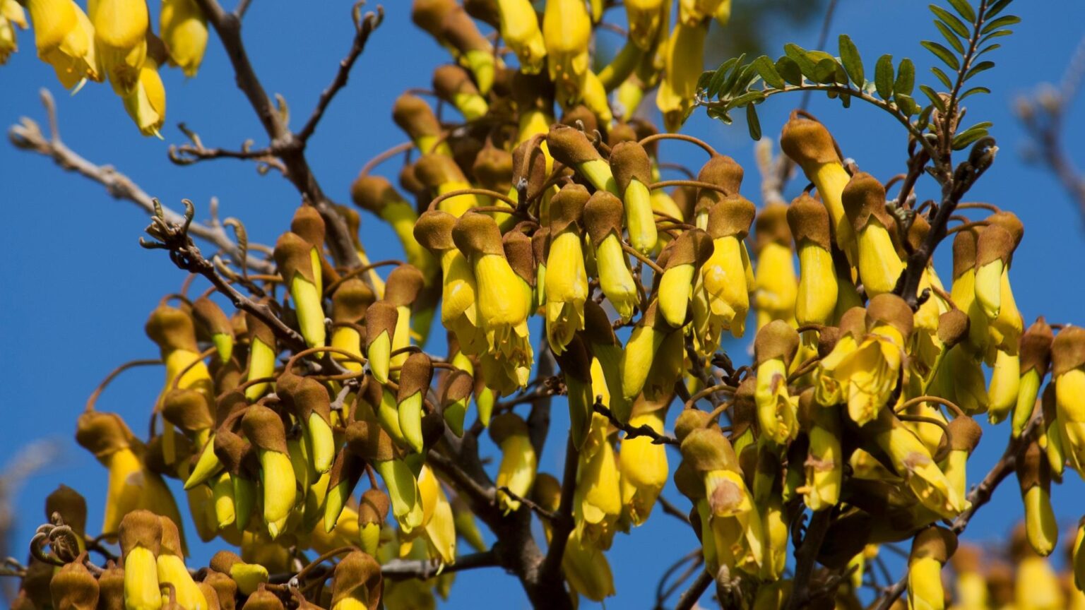 Kowhai NZ Nurseries The Tui's Favourite Buy Online