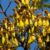 kowhai flower nznurseries