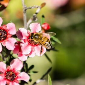 red manuka flower from nz nurseries