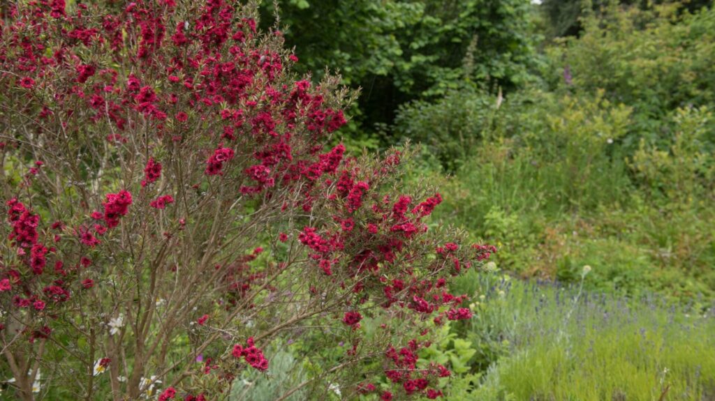 Manuka Red Nz Nurseries World Famous In Nz Buy Online