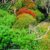 Southern Rata NZ Nurseries