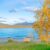 kowhai along a lake nz nurseries