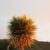 Cabbage tree from NZ Nurseries