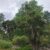 Mature cabbage trees from nz nurseries