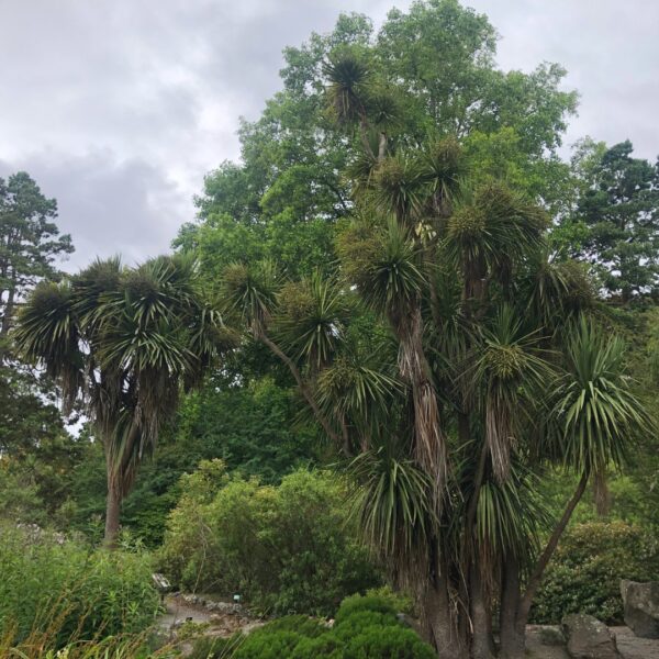 Mature cabbage trees from nz nurseries