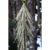 lancewood Juvenile NZ Nurseries