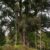 lancewood changing from juvinile to mature