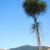 lancewood NZ Nurseries