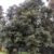 Lemonwood Pittosporum eugenioides Tarata nz nurseries