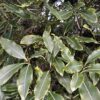Lemonwood Pittosporum eugenioides Tarata nz nurseries