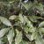 Lemonwood Pittosporum eugenioides Tarata from nz nurseries