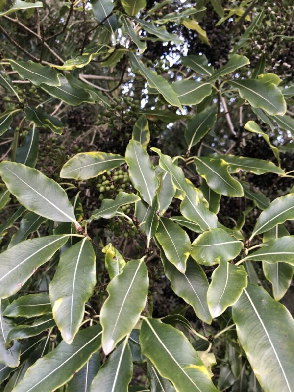 Lemonwood Pittosporum eugenioides Tarata nz nurseries