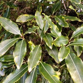 Lemonwood Pittosporum eugenioides Tarata from nz nurseries