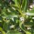 Ngaio, Myoporum laetum, Mousehole Tree for sale nz nurseries