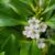 Ngaio, Myoporum laetum, Mousehole Tree for sale nz nurseries