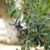 Ngaio, Myoporum laetum, Mousehole Tree for sale nz nurseries