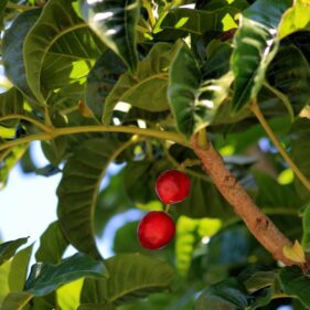 Puriri Berries NZ Nurseries