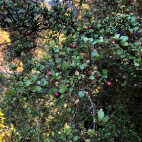 Rohutu Lophomyrtus obcordata tutuhi for sale NZ Nurseries