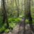 Silver Birch - NZ Nurseries path