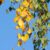 Silver Birch - NZ Nurseries autumn leaves